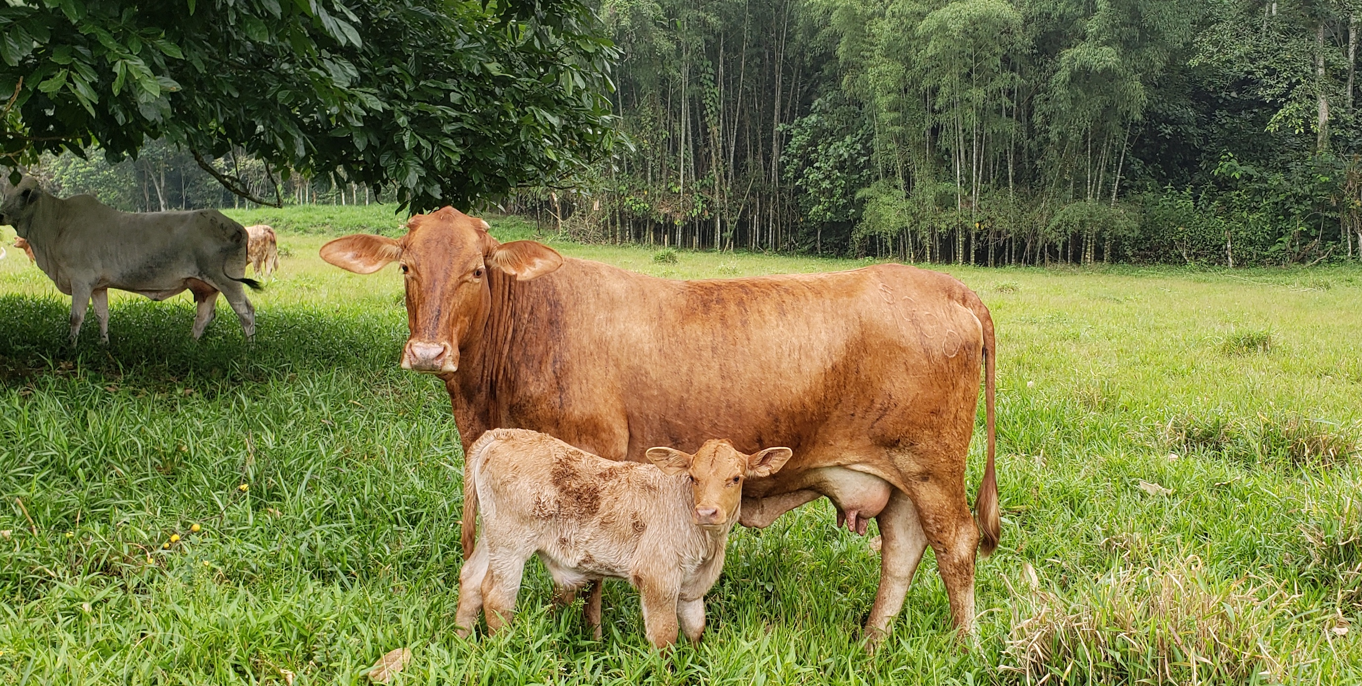 Ganaderia, AgroLua